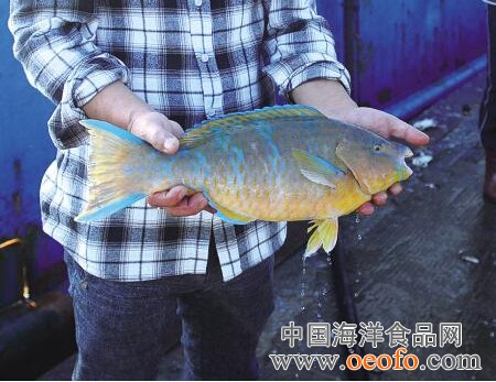 华体会体育hth官方网站-不莱梅危机!第六前锋张玉宁为何不学林良铭借机上位(图3) hth官网入口