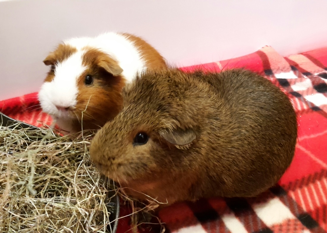 墙壁发霉怎么处理?墙壁发霉正确处理方法‘hth官网入口’(图2) hth官网入口