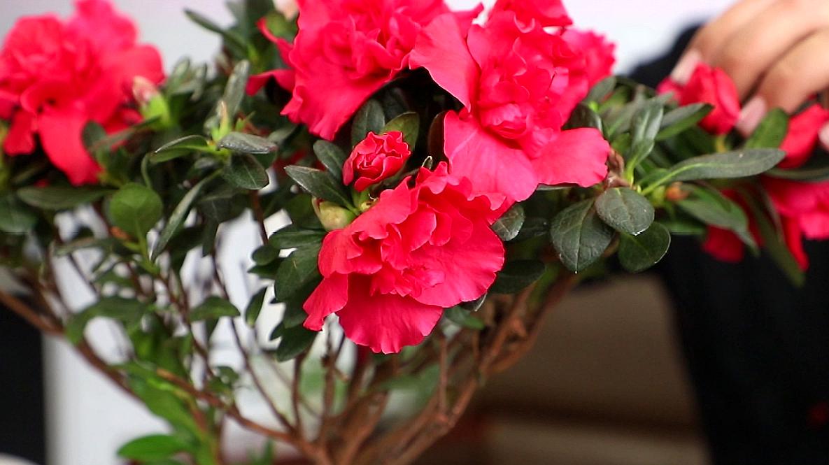 【华体会体育hth官方网站】德甲金靴争夺:拜仁众队友或阻莱万再捧小钢炮(图3) hth官网入口