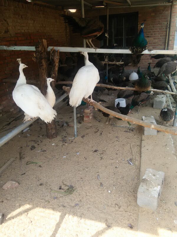 hth官网入口-3助+2球!科曼蒂亚戈终爆发 战尤文拜仁新添利器(图4) hth官网入口