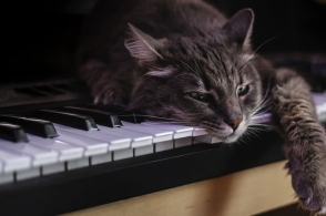 “华体会体育hth官方网站”长租公寓崛起引资本蜂拥 抢筹万亿级租赁市场(图2) 华体会体育hth官方网站