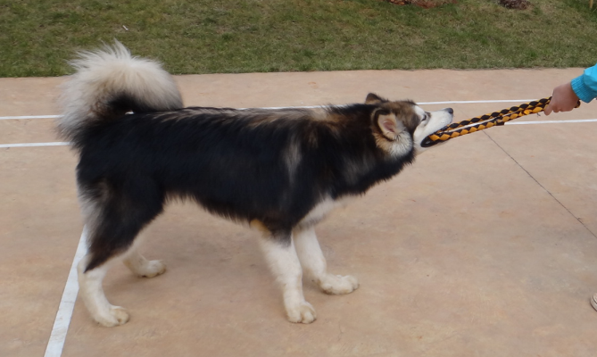 掌故:多特主场对赫塔九连胜 扬科勒高空轰炸无敌:hth官网入口(图4) hth官网入口